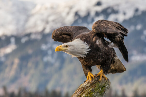 eagle